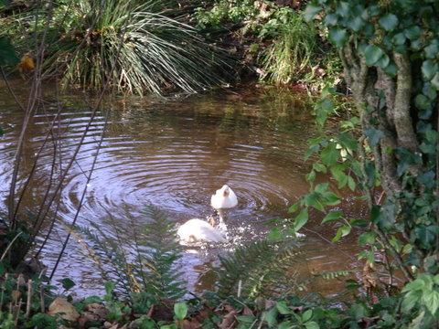 Call ducks on the pond