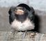 Baby swallow
