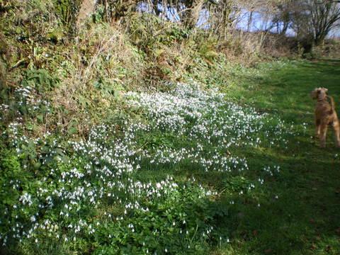 Snowdrops on the walk up to the wood