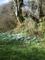 Snowdrops up the track