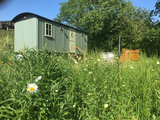 Surrounded by daisies!