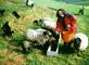 Rosy and Sheep