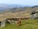 Our dog agrees, grrrrreat walking on Dartmoor!