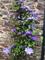 Lovely blue clematis!