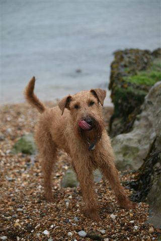 Plenty of dog friendly beaches!