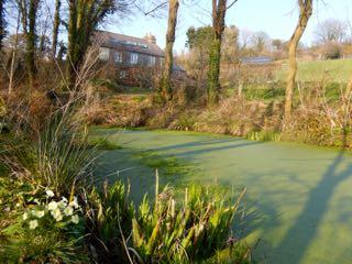 Primroses by the higher pond