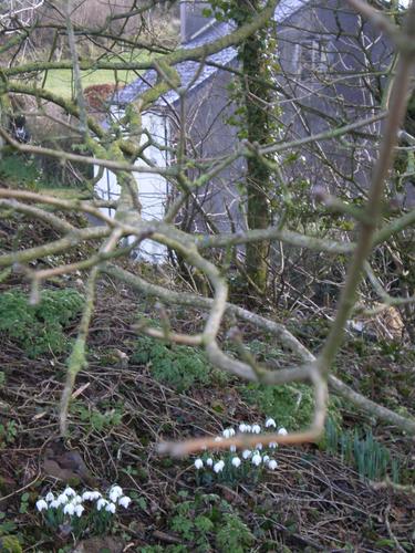 Snowdrops mean springtime