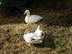 Call ducks