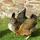 Welsummer hens outside The Old Granary