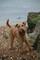 Plenty of dog friendly beaches!