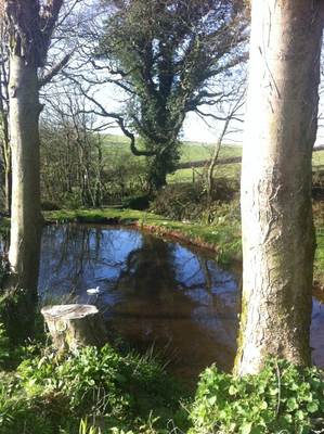 The old pond