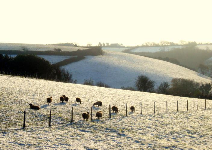 Cold Lamb!