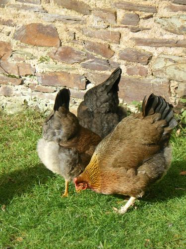 Welsummer hens outside The Old Granary