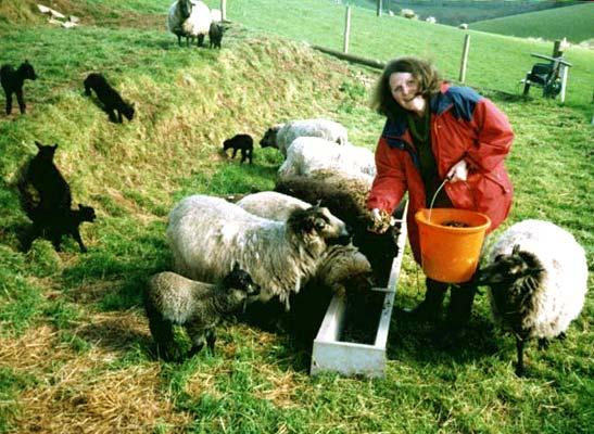 Rosy and Sheep