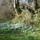 Snowdrops up the track
