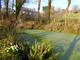 Primroses by the higher pond