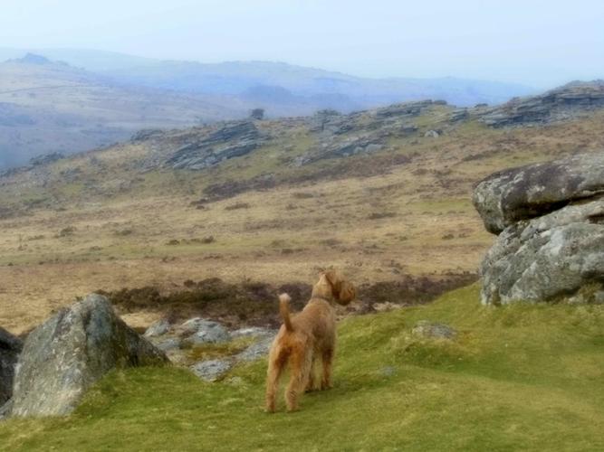 Our dog agrees, grrrrreat walking on Dartmoor!