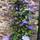 Lovely blue clematis!