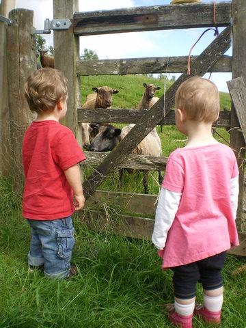Our grandson Sam shows his friend the sheep
