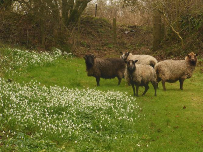 Sheep and Snowdrops