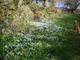 Snowdrops on the walk up to the wood