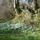 Spring snowdrops
