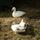 Call ducks