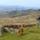 Our dog agrees, grrrrreat walking on Dartmoor!