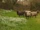 Sheep and Snowdrops