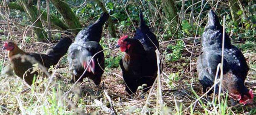 Chicken
