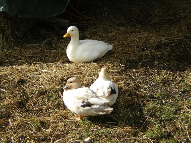 Call ducks