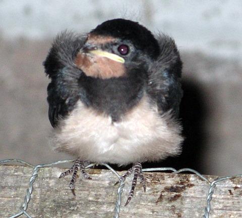 Baby swallow