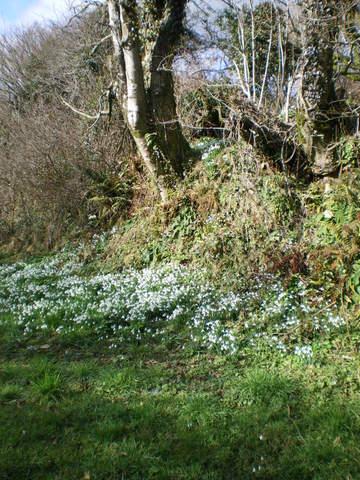 Spring snowdrops