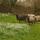 Sheep and Snowdrops